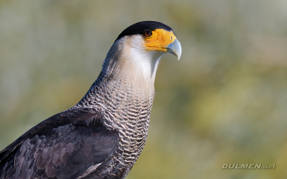02 Crested caracara (Caracara plancus)